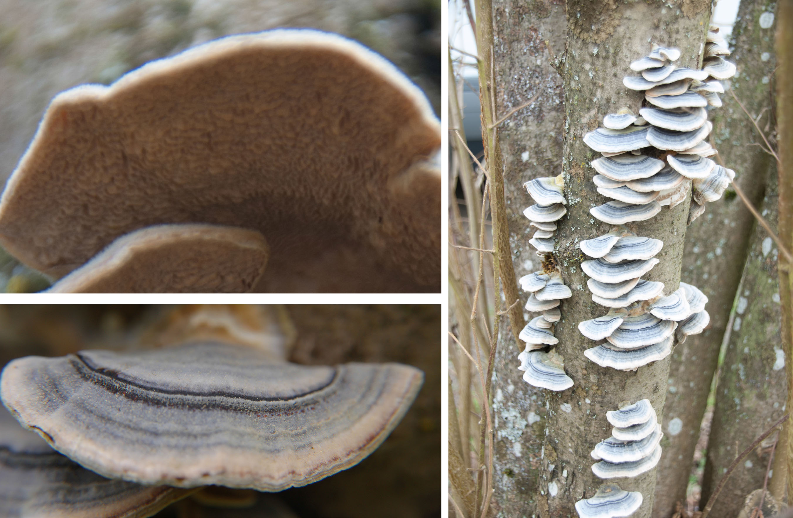 Twijfels over welke paddenstoel dit is.Tonderzwam of elfenbankje